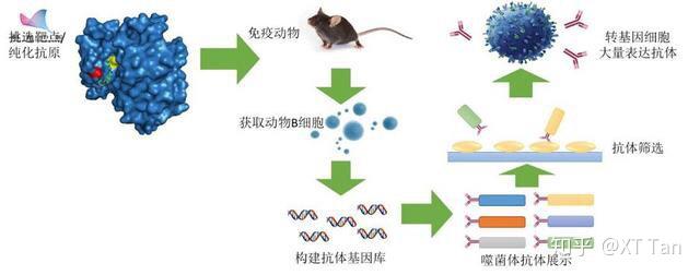 大湾生物细胞株构建平台AlfaCell正式上线(图1)