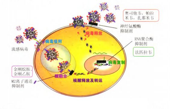 抗病毒药物有多种选择(图1)