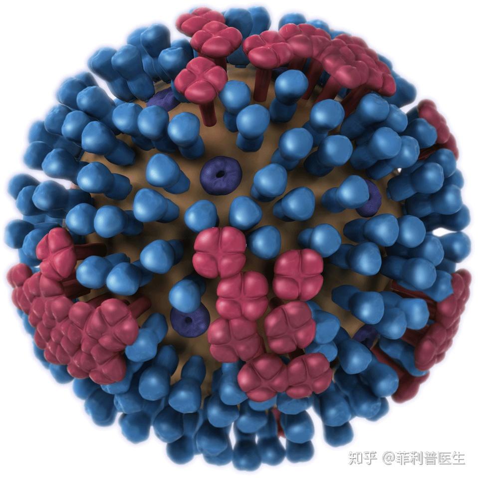 誉衡药业董秘回复：公司产品骨科药物鹿瓜多肽注射液玻璃酸钠注射液可用于治疗骨关节炎暂无对外出口计划(图1)