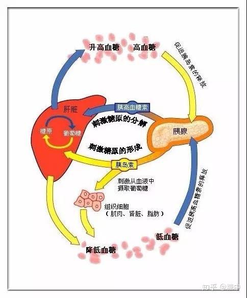 微纳米机器人与微纳控制颠覆传统医疗范式——记北京航空航天大学教授青年长江学者北京市杰青冯林(图1)