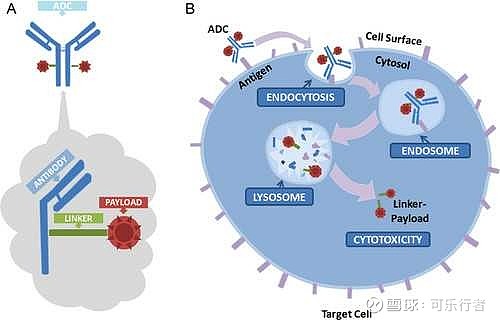 全球抗体偶联药物交易正酣中国迎抗癌“魔法子弹”研发热潮(图1)