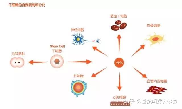 吃褪黑素有副作用吗？研究发现或可增强记忆力(图1)