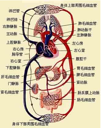 半岛bandao体育服用三七可清洁血管促进血液循环(图1)