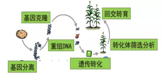 半岛体彩官网克隆基因突破：油菜“抗癌”技术引领农业新风潮(图1)