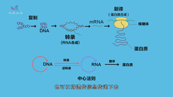 半岛综合官网院士专家论证猪基因编辑与体细胞克隆平台项目(图1)